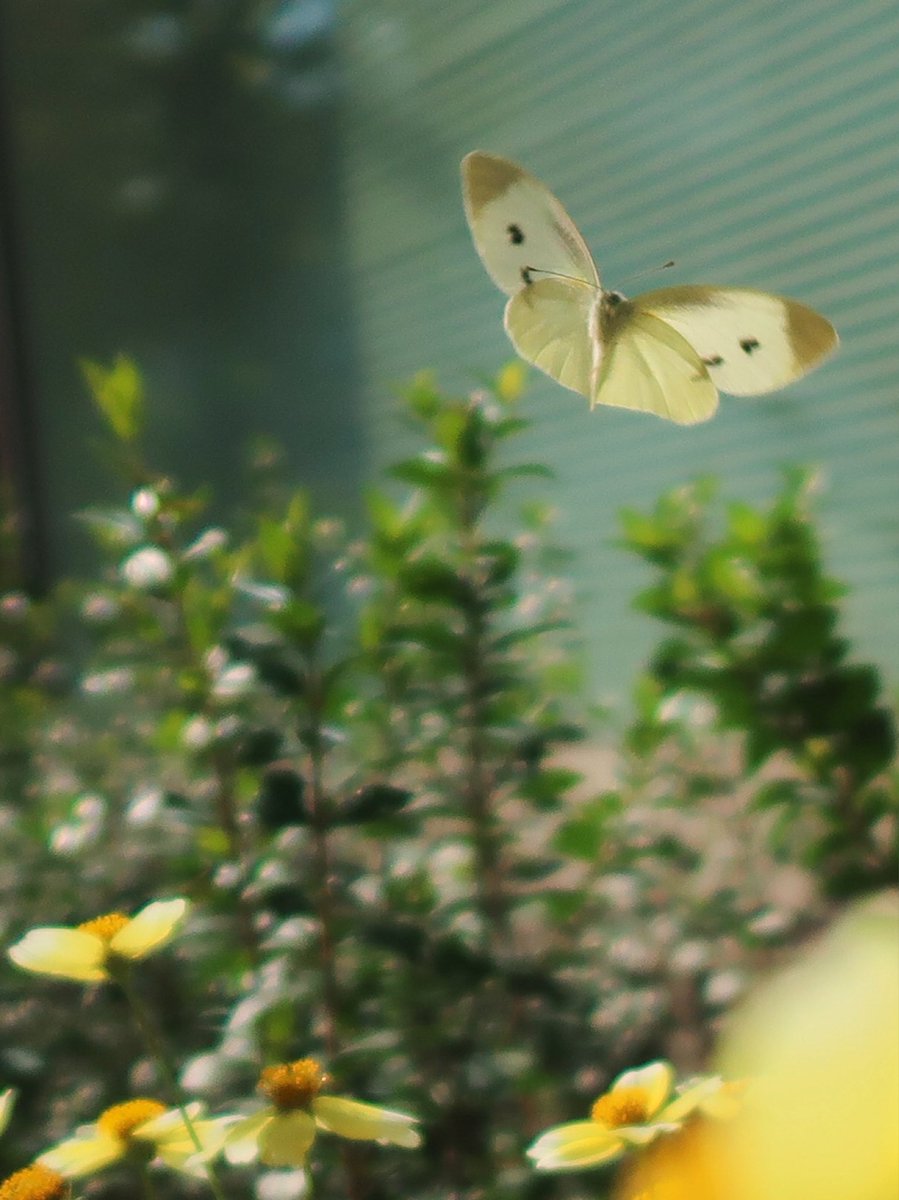 hiboshi045's tweet photo. ビルの花壇に蝶々が。 https://t.co/EUcWKN8UMZ