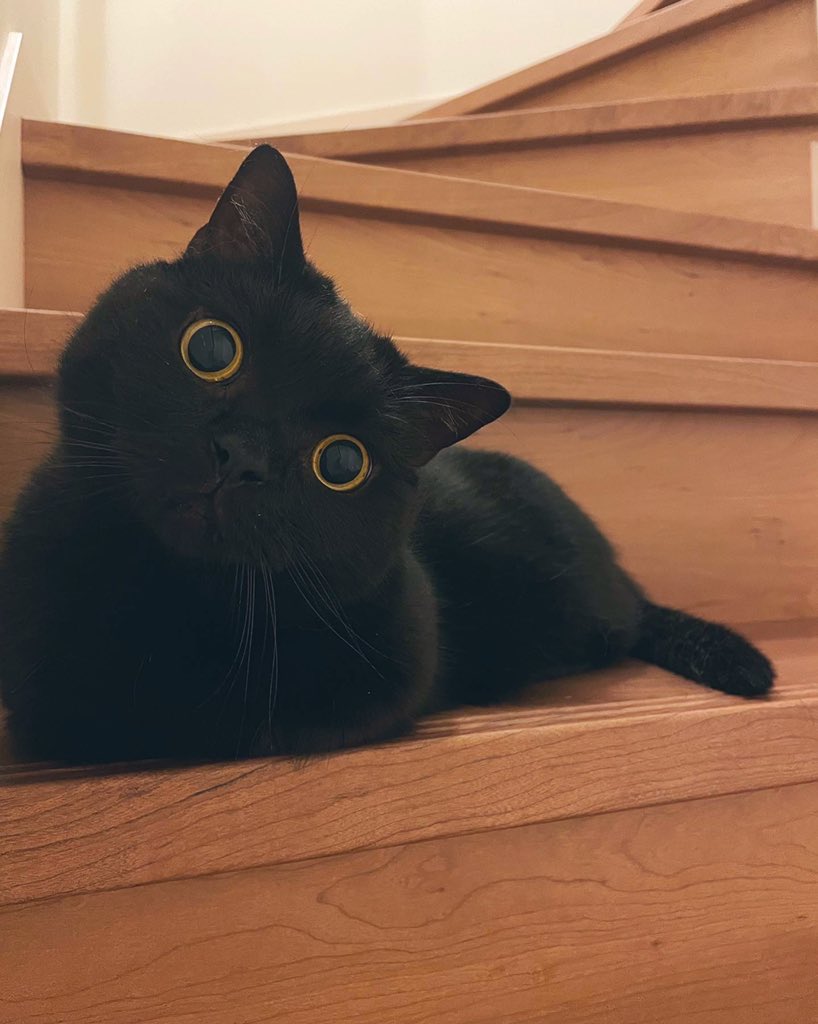 おしぼり専門の黒猫の運び屋さんがあまりにもかわいいため 急におしぼりが欲しくなる人続出 絶対もらうね Togetter おしぼり専門の黒猫の運び屋さんがあまりにもかわいいため 急におしぼりが欲しくなる人続出 絶対もらうね Togetter