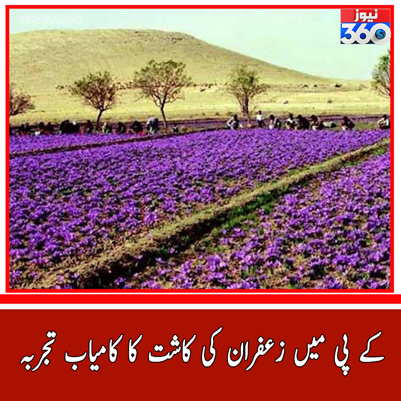 officialnews360's tweet photo. کے پی میں زعفران کی کاشت کا کامیاب تجربہ
#News360 #KPK #Zaafran #Saffron #Pakistan