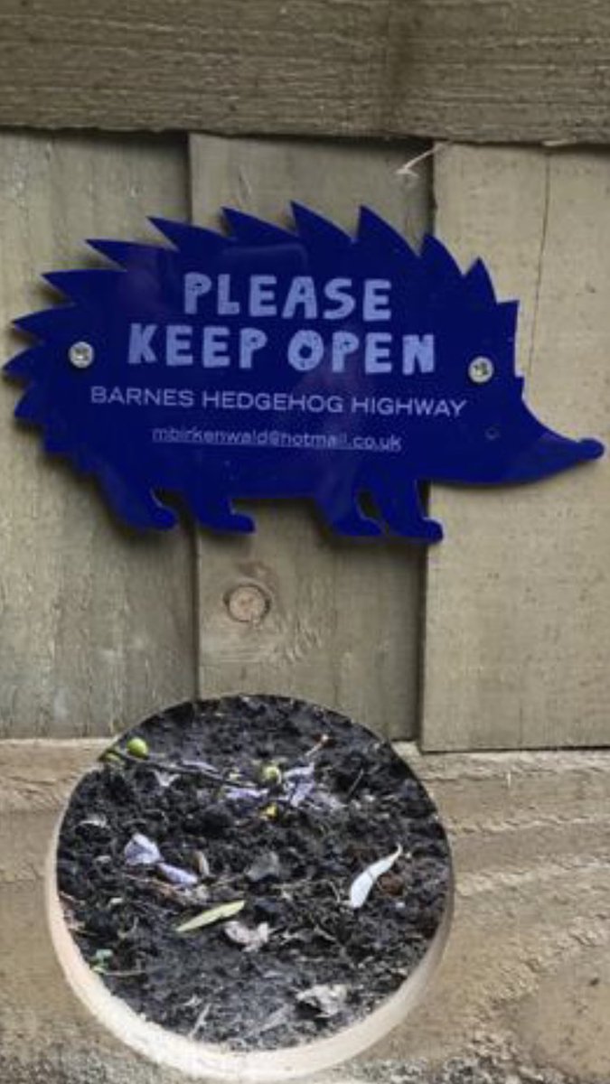 To cut a hole the size of a cd in your fence it  save hedgehog’s life, if you are located in SW London get in touch with us we will do it for you <a href="/BarnesHedgehogs/">Barnes Hedgehogs</a> #wild #barnes-village #nature #hedgehogs #environment #Richmond