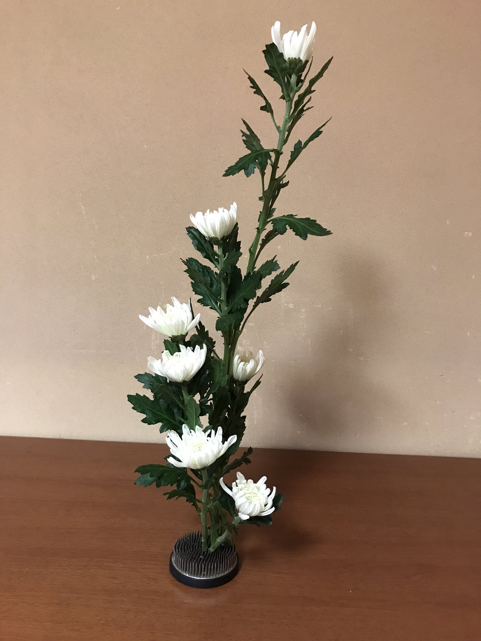 岡山大学華道部 11月24日の活動 今日は 白菊のお生花をしました 体験の方が二人来てくださり 先生に手伝って頂きながら 様々なバージョンで生けることができました 1年の最後に咲く花 と言われている菊 白い菊には 誠実 の花言葉がありますね