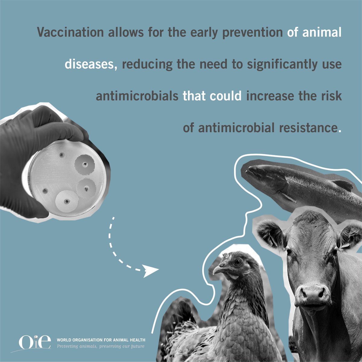 Ways to reduce the rise of 🦠 #AntiMicrobialResistance 🦠:

⭕️ Use the recommended dosage regiment, treatment length & withdrawal period of #antimicrobials.

⭕️ Vaccinate your animals to prevent diseases.

#WAAW2021