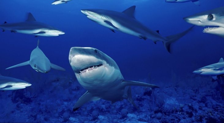 ICSMCredit's tweet photo. Suspicions grow as ‘sharks’ offer ‘get out of jail free’ cards to desperate businesses looking ‘to dump debt’ including bounce back loans and CBILS https://t.co/Uowhk5CyWE  @ipia @BPIF @BAPC_UK @picon @officefriendly  @EYnews @insolvencygovuk @SmithWilliamson @kpmguk https://t.co/X6WkxyrOLz