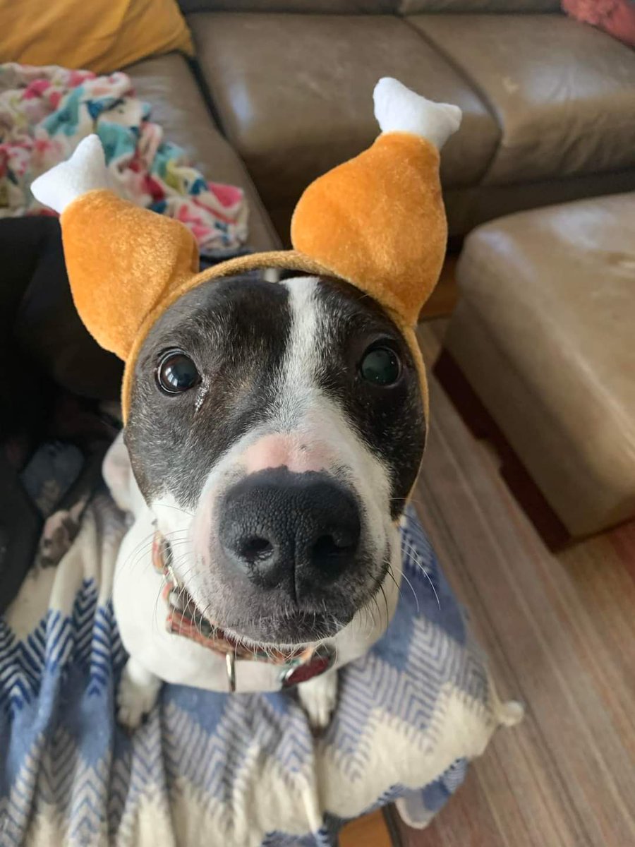 CPR Dogs tweet media