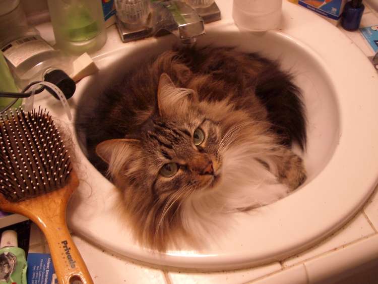 gayocats's tweet image. 4.62.167.206.sink_kitty