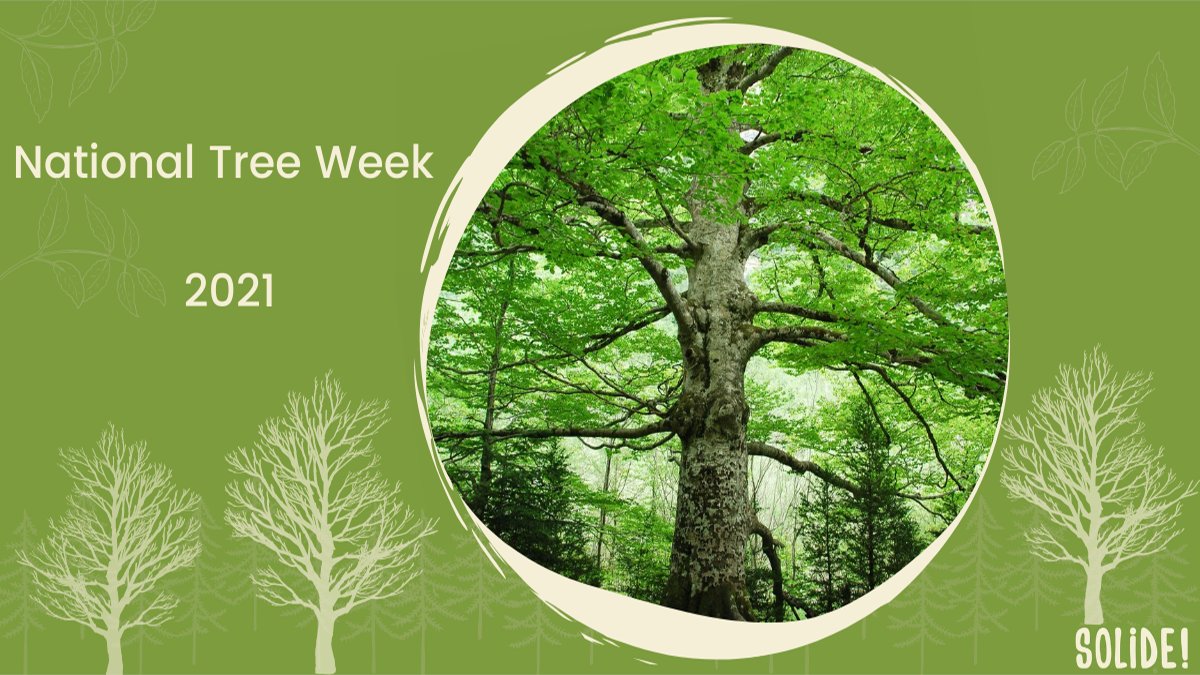 SolidebzhUK's tweet image. 🌲Happy National Tree Week!🌲

This week is all about celebrating trees and highlighting the important roles in which they play in our lives from our environment, wellbeing and for the climate change. 🌳

#NationalTreeWeek2021 #NationalTreeWeek #Trees #ClimateChange