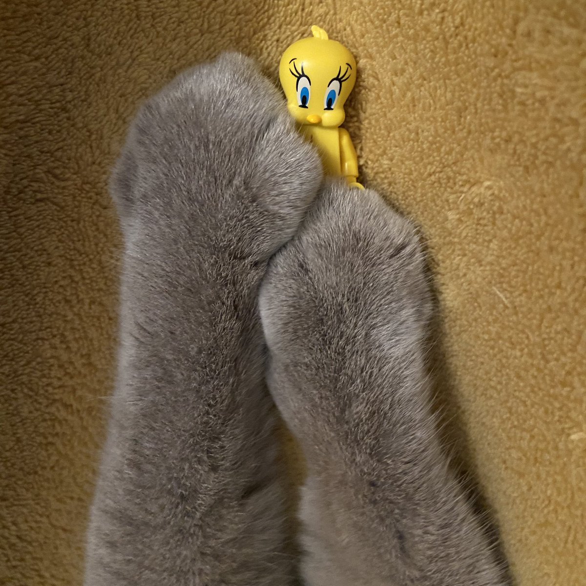 Gotcha! 🐱‼️🐤 ¡Te pillé!
#rebuildtheworld #legotweety #legoplay #lego #afol #tfol #legofun #legoworld #legospain #toy_artistrylego #legolife #bricknetwork #dailylegofeatures #toyphotography #legofeature #tweety #catslife🐾 <a href="/LEGO_Group/">LEGO</a> #legofans <a href="/LEGOIdeas/">LEGO® IDEAS</a> #tweety #ilovecats