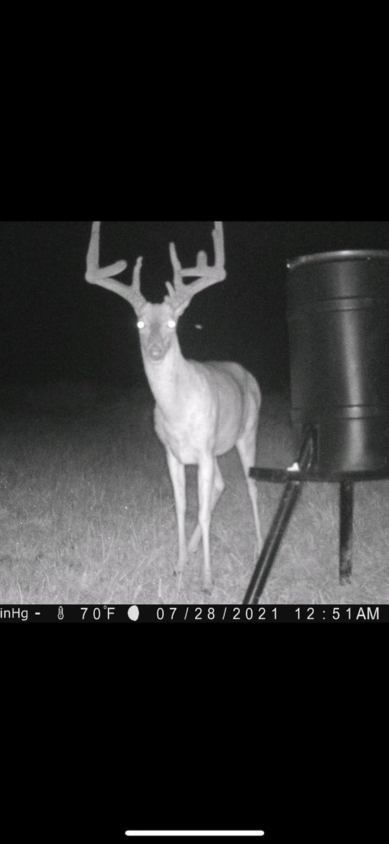 coachjoeteamok's tweet photo. In velvet Target buck! Love it when a plan comes together! #TheWoodsman #buckventures #AcademySportsandOutdoors #magellanoutdoors #muddyoutdoors #huntfromabove #naparchery #RackOne #DeadDownWind #bowtecharchery #diamondarchery #tightspotquivers #sqwincher #vortexoptics https://t.co/f4TDopv0uw