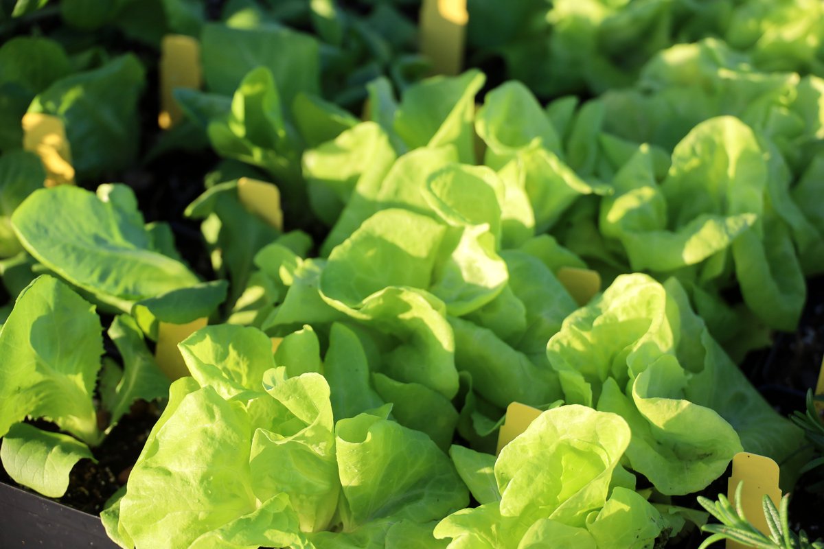 Grow Local Farmers' Market tweet media