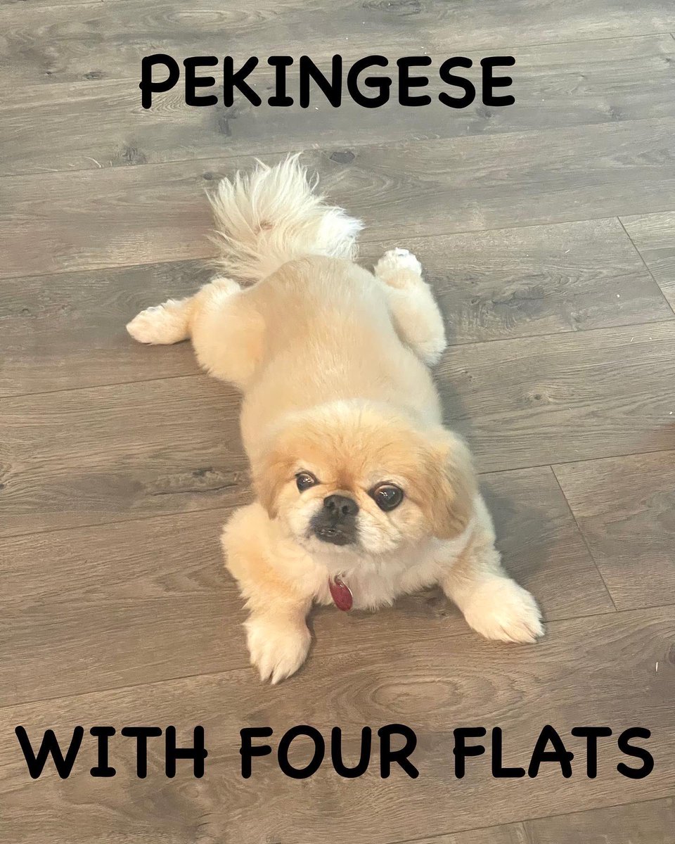 We are going to need several spare paws and a hydraulic jack. 
#Sploot #Pekingese #funnydog #funny #caption #barkpost #memes