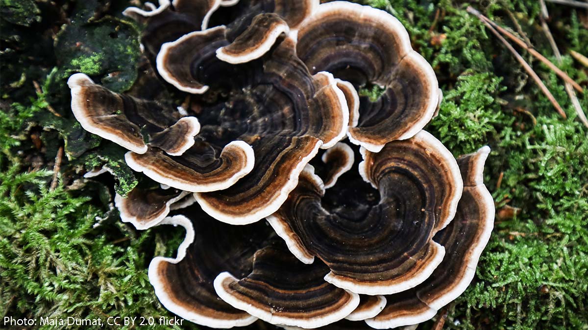 Does this mushroom remind you of anything? Its common name is “turkey tail” because of its close resemblance to its namesake’s hind feathers. Some traits that set it apart from other fungi? It has no stalk and has pores instead of gills.🍄🦃🍄