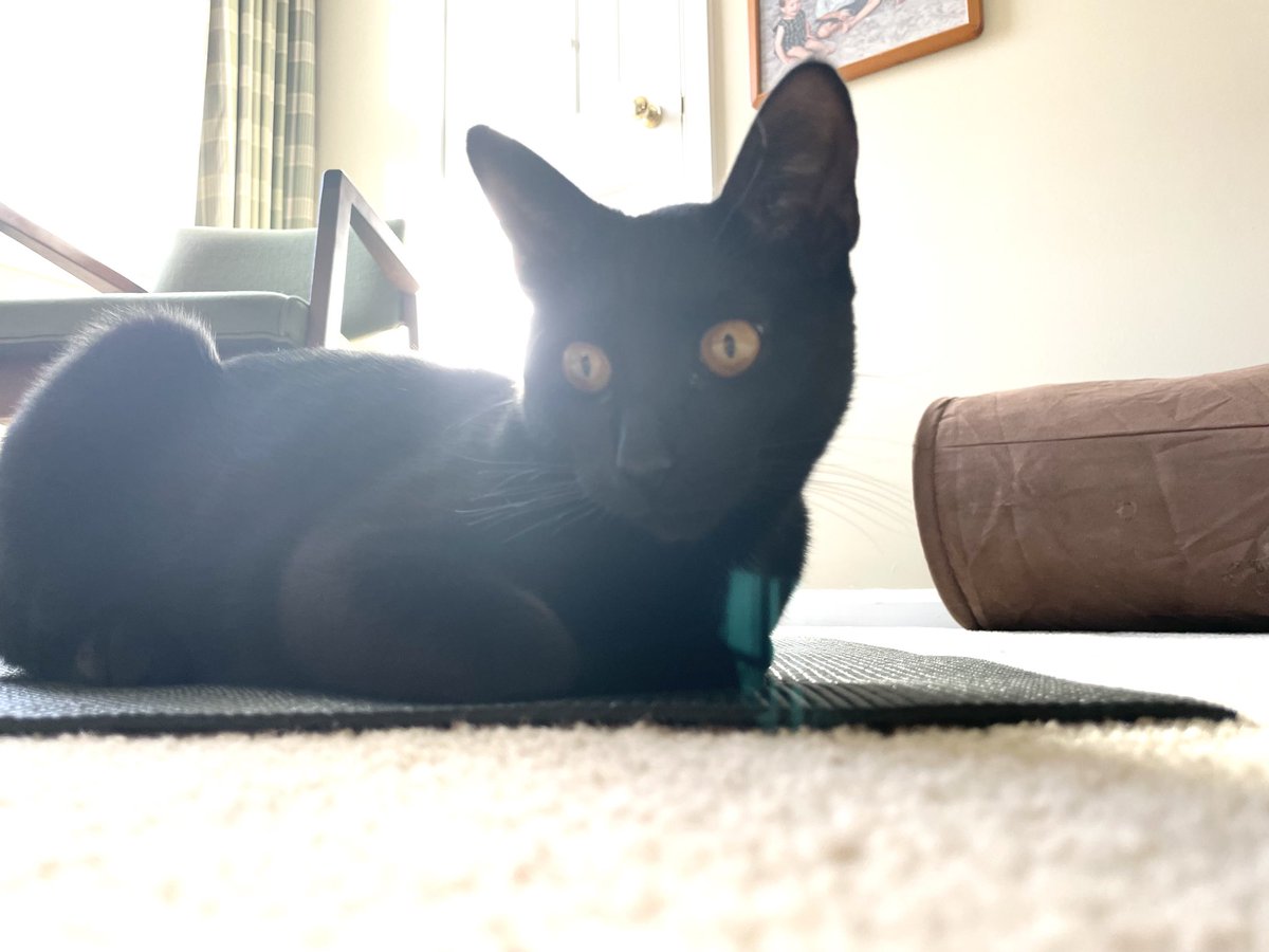 RageCook's tweet image. Is ready for #catpilates