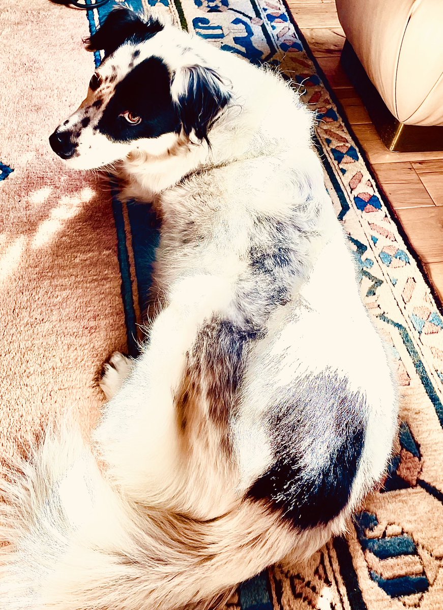Boho_For_Life's tweet photo. Iβm creahftys, actin like restin in de sun. Iβm laying in wate for dose Zombs in da window!
(spoken with a New Yawk accent) #ZSHQ #bordercollie #DogsofTwittter #Aussiecollie #LoveDogs #CollieCrew https://t.co/mThwSLXajf