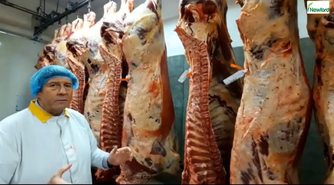 There were 39 2020-born beef bullocks available to be slaughtered on Newford Farm this year. Paul Nolan, Group Development Manager, <a href="/dawnmeatsgroup/">Dawn Meats</a> gives an overview of the carcasses of 9 bullocks and their sale potential. Check it out bit.ly/3bZEbMB <a href="/TeagascBeef/">Teagasc Beef</a>