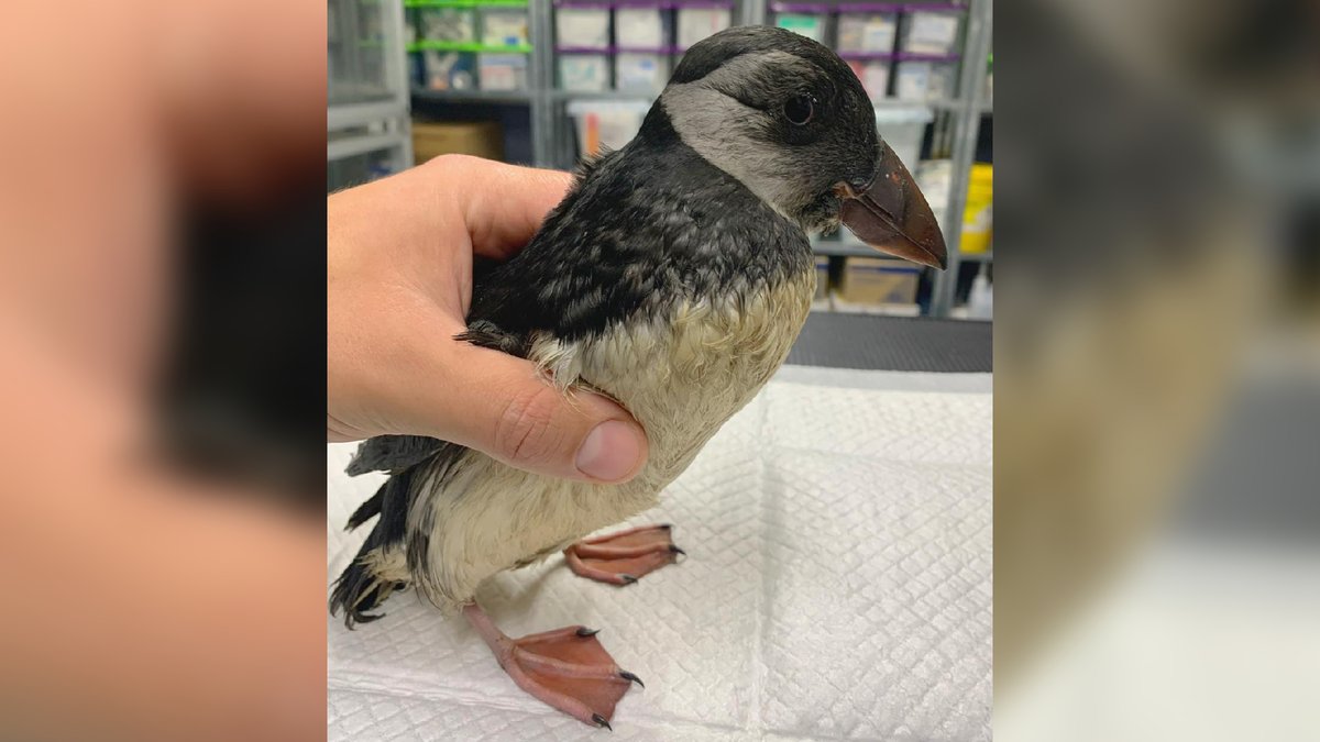 BBCLookNorth's tweet photo. This bedraggled looking puffin has been found wandering in landlocked Wakefield - 50 miles from nearest coast: https://t.co/WR5qOzKrx1 https://t.co/c6QscXs5EW