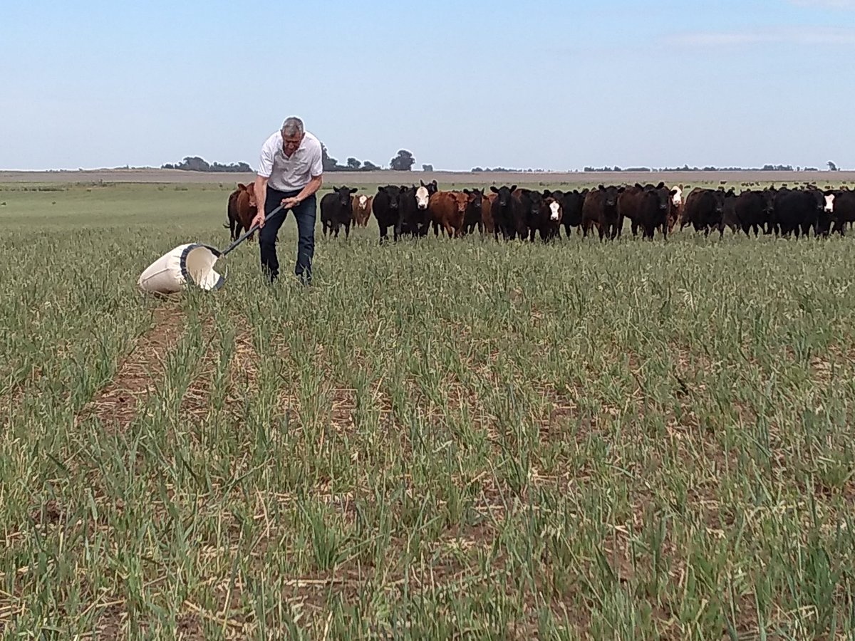 pioneer_san's tweet photo. Seguimos monitoreando vectores de MRDV para brindarle a nuestros clientes la mejor información. El Dr. Anselmo Ávila hoy en Paso del Durazno y Las Acequias (Córdoba) con público de lujo 🐮🐮🐮🐮🐮 !!! @PioneerSemillas https://t.co/pTKzbpVNnJ