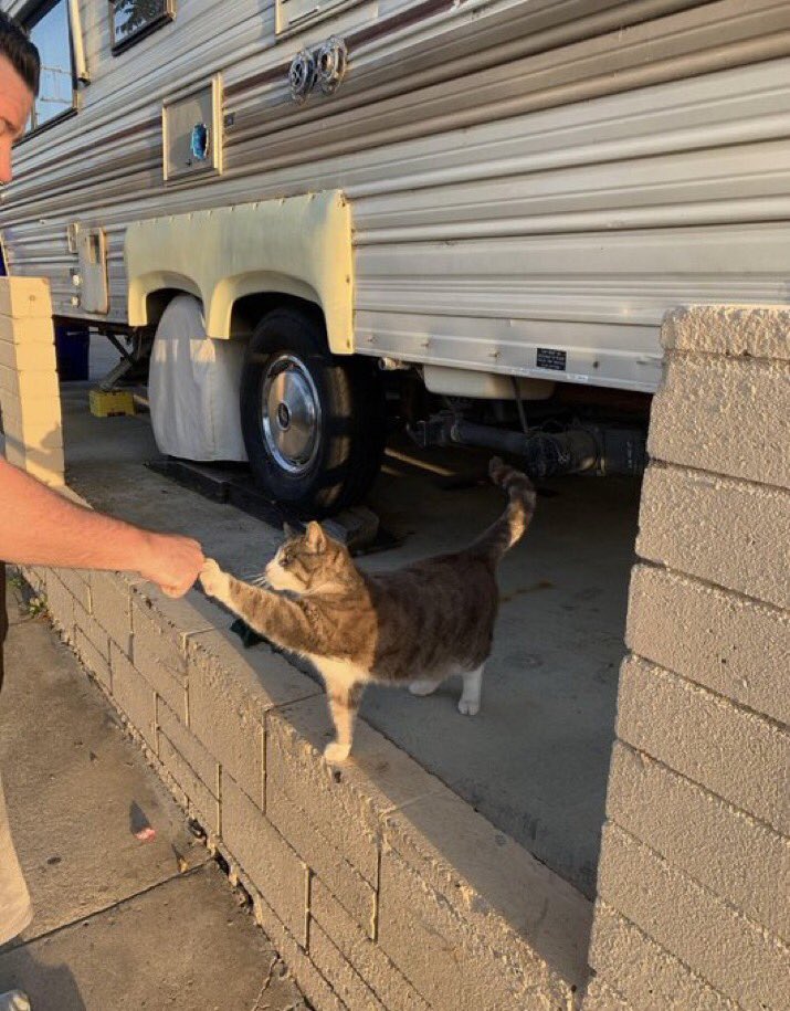 contextpets's tweet image. Fist bump