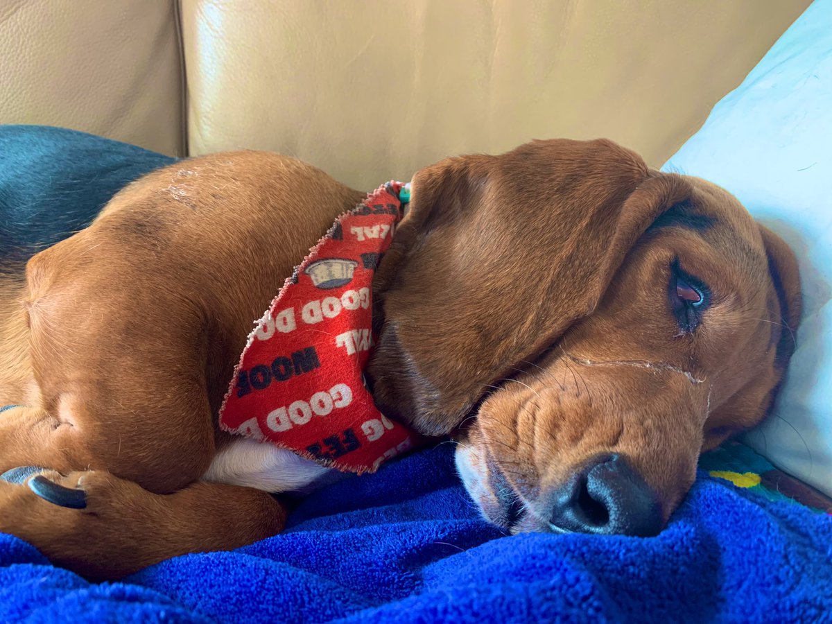 BassetShenanig1's tweet photo. How to sleep with your eyes open. #bassetproblems #DogsofTwittter https://t.co/8ck6apCWZw