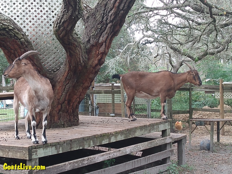GoatsLive's tweet photo. Both goats stood and faced the same direction. I went out to see what they were looking at. It was a squirrel yelling at them!
両方のヤギは立っていて、同じ方向を向いていました。 私は彼らが何を見ているのかを見に出かけました。 彼らに怒鳴るリスでした！#ヤギ #goats #GoatFriday https://t.co/XcDeede9EW