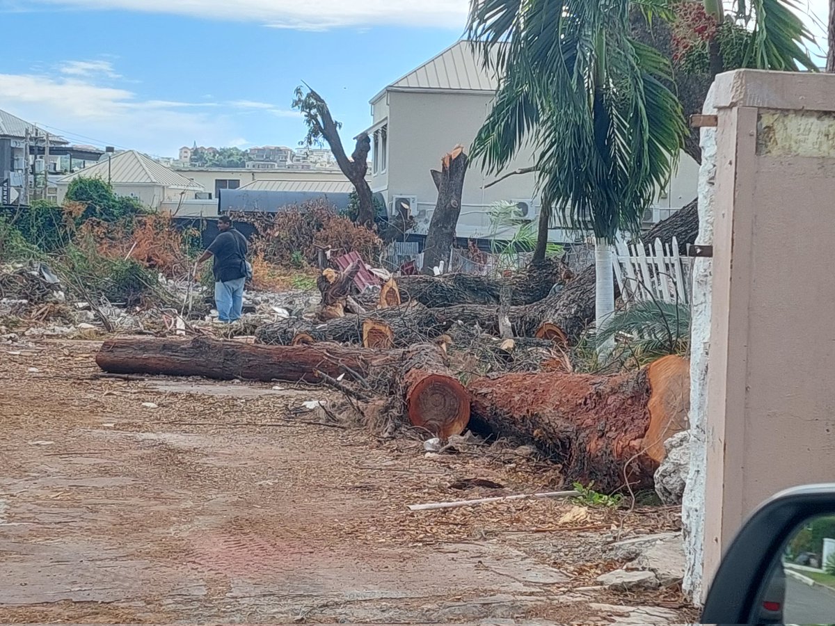 dmccaulay's tweet photo. Another view. Durham Ave. I don't want to hear ONE more word about tree planting. @nepajamaica @AndrewHolnessJM @pcharlesjr https://t.co/lVNmrjICdh