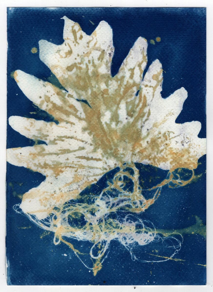OWinaga's tweet photo. Hi friends! I'm just starting my cyanotype collection on @objktcom
This is the first one, "Philodendron Selloum"
3/3, 1 tez
https://t.co/kCJXuQOYH0
#cyanotype #NFT #objktcom #OBJKT https://t.co/iqMKeZdYQz