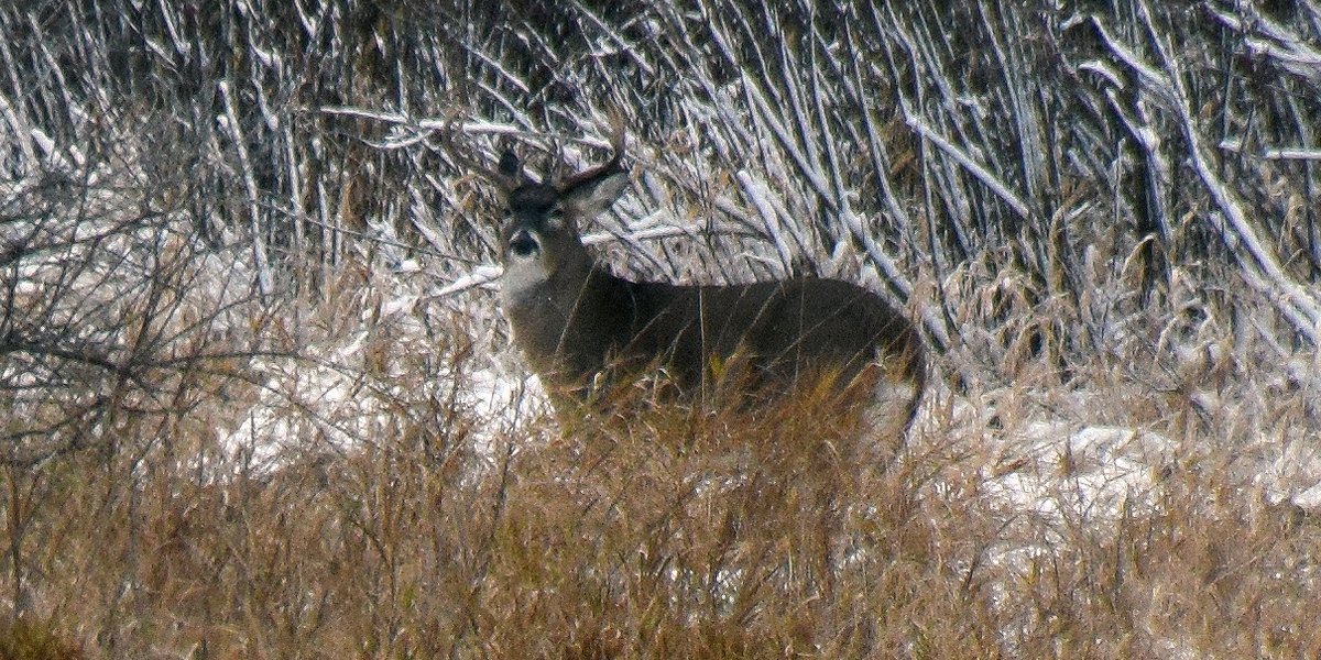 OtterTailCounty's tweet photo. This wintery weather seems to have the bucks on the move. Saw 4 nice deer from 9am-11am this morning. #DeerCampMN #deerhunting https://t.co/ocd4xahyPk