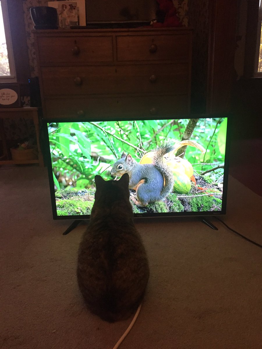 NonstopEmma's tweet photo. Fig. 6b: Kitty tv. Squirrels and chipmunks are preferred by this inhibitor, but other inhibitors may have a greater affinity for birbs. https://t.co/rcg8F2QalN