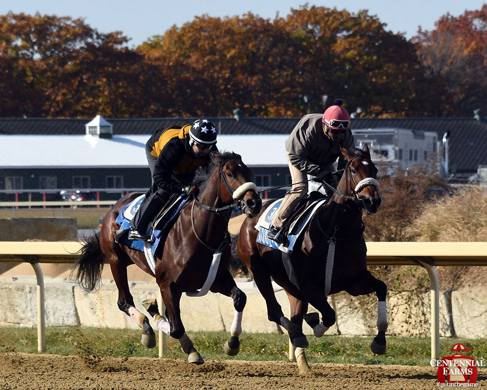 Centennial_Farm's tweet photo. It's a wet one in New York today, but Greg's Honor took advantage of a beautiful Thursday morning to get a breeze in! The two-year-old was outside of company for a half-mile move. #goGreggo #StubbyStrong https://t.co/e8gRTzplya