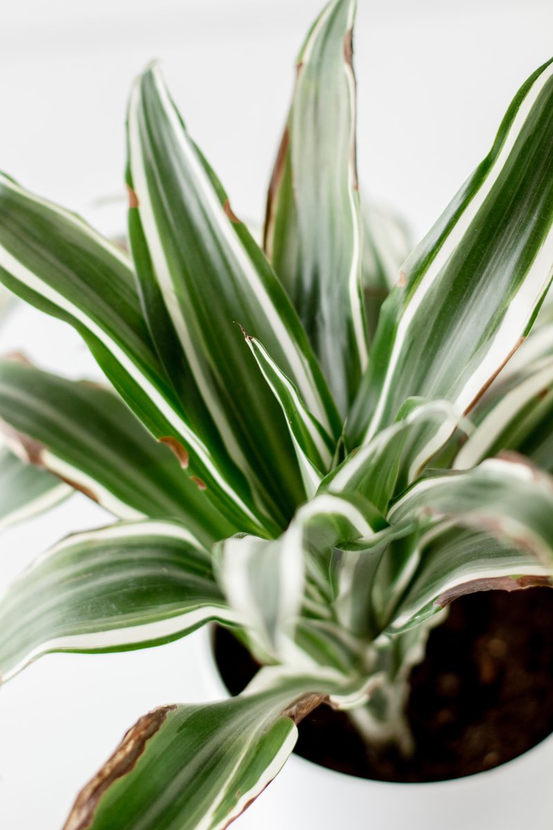 #Dracaena have more than a cool look to match their name – they also have the ability to improve your #IndoorAirQuality by removing benzene from the air. 🌱 #AirQualityTips