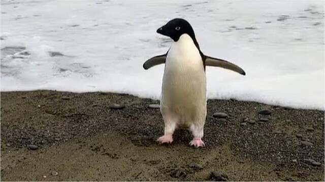 livedoornews's tweet photo. 3000RT：【保護】南極のペンギン、3000キロ離れたニュージーランドで迷子に
https://t.co/61bGjKGyqX

発見者によると、最初はぬいぐるみだと思ったという。ニュージーランドでアデリーペンギンが目撃されたのは、これでわずか3例目。あやまって移動してきたものと思われる。 https://t.co/IgmGQtXE5D