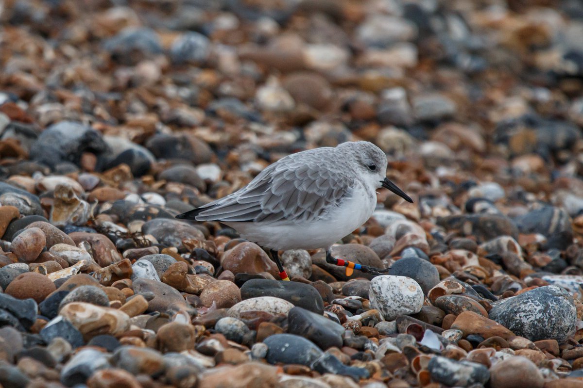 AdamHuttly's tweet photo. Creatures of habit. 3rd consecutive year I've recorded O6RYRB on the beach at Littlehampton. 2017 bird ringed by Farlington. c60 birds arounds.
#ringed #waders #animaltrack https://t.co/K3jBBvSIAf