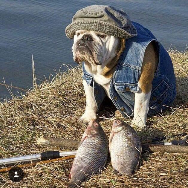 PitCentralHS's tweet photo. Our Bulldog Fishing Team is gearing for another great year, but they need a little help.

- The beef jerky sale $5 each &amp; can be ordered from any member or Coach @DannyMarshall4 dmarshall@spsmail.org
- Boaters needed for tournaments. You'll get to drive AND fish! Contact Coach M. https://t.co/iE8doaXgeh
