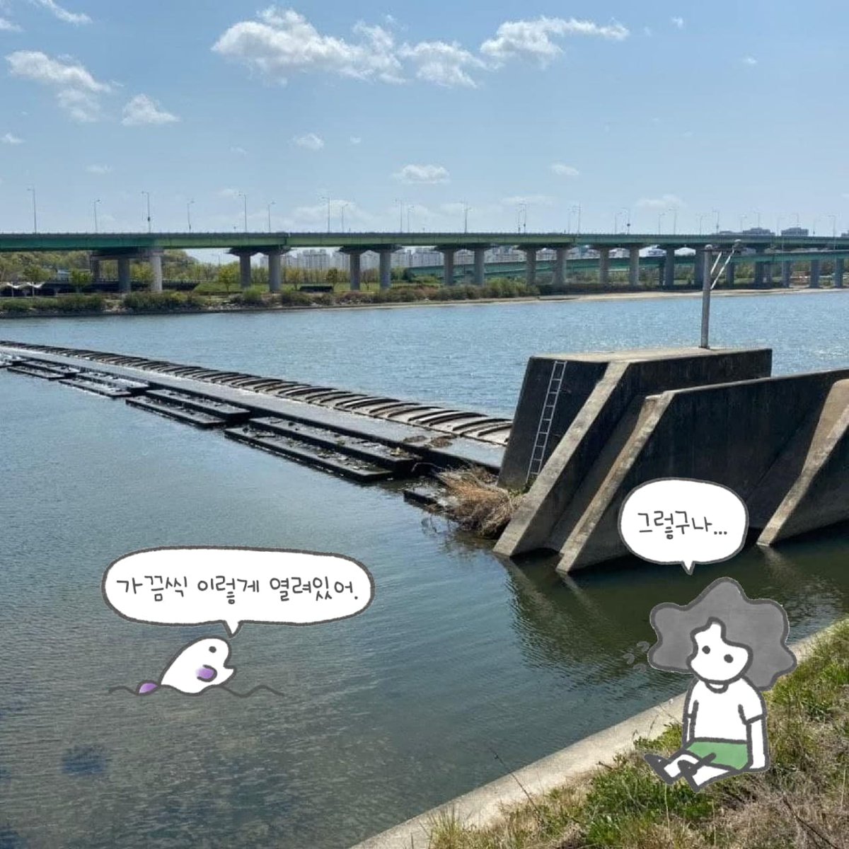 📌대전 갑천에 위치한 갑천4보
필요에 따라 물을 가뒀다가 흘러보낼 수 있음. 유지관리에 고정보보다 훨씬 노력이 필요.
😉굳이 용도없는 보에 노력을 들이기보다, 없는 상태로 자연에 맡겨 두는게 어때요?

#환경툰 #Illustrations
#환경운동연합 

🐟강에 사는 러미와 친구들의 이야기 #러미툰 시즌2