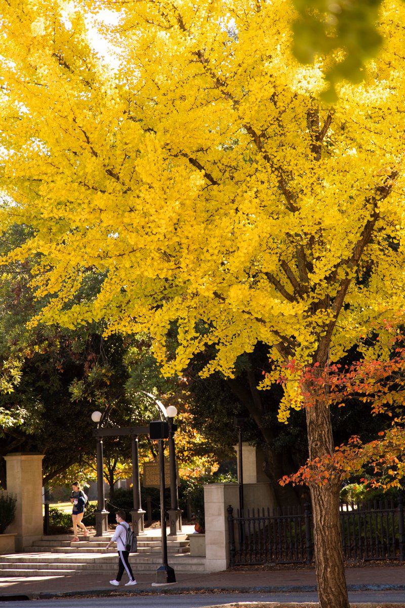 universityofga's tweet photo. 🎶 Like the colors in autumn, so bright, just before they lose it all 🎶

#RedTaylorsVersion https://t.co/LxK3QavZHO