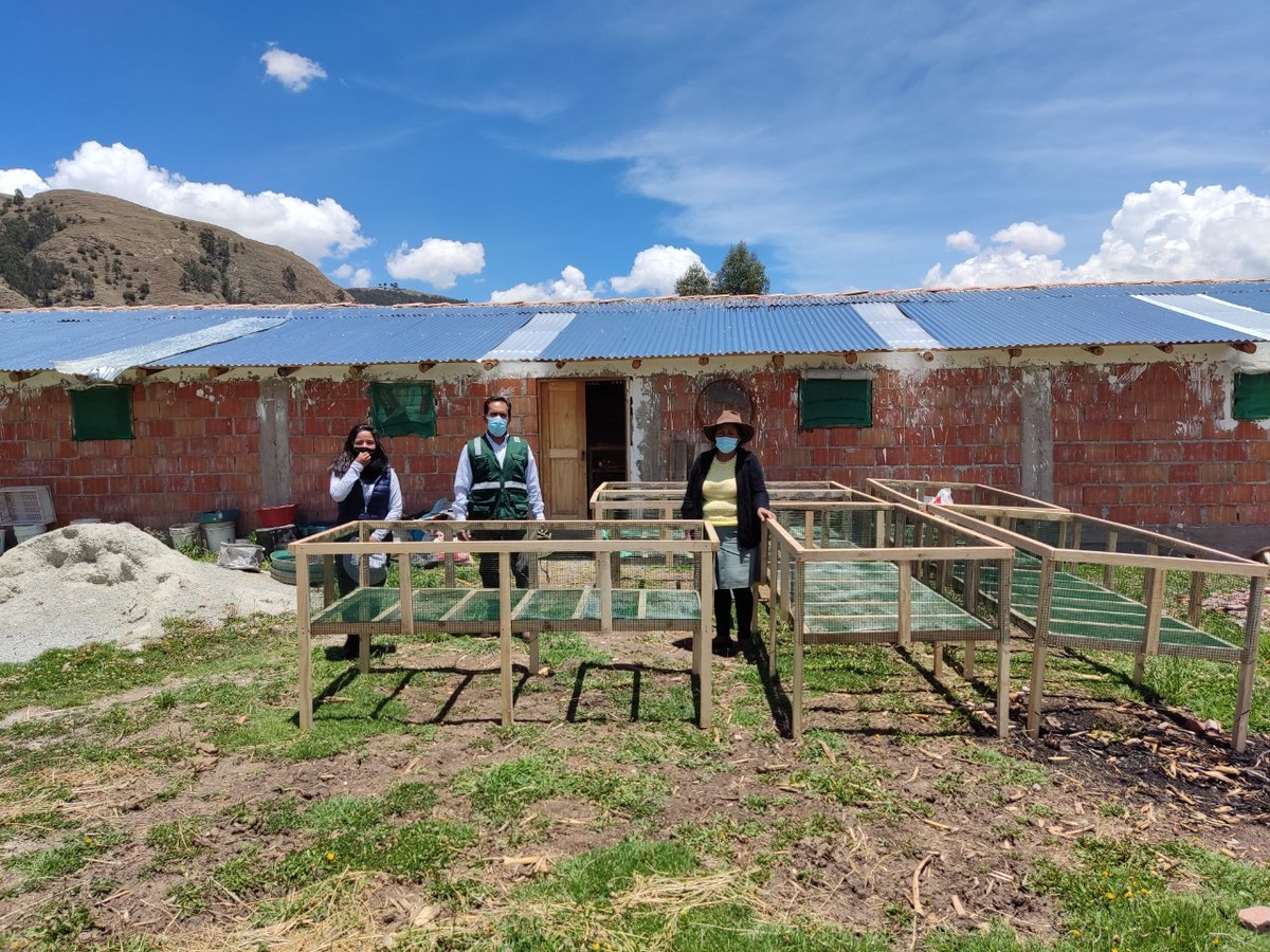 agroruralPER's tweet image. El Director ejecutivo de #AgroRural, Rogelio Huamaní, señaló “La entrega de 960 jaulas a las 120 asociaciones de productores de cuyes forma parte de la implementación de módulos demostrativos que estamos instalando en las ocho regiones que abarca este proyecto de mejoramiento”