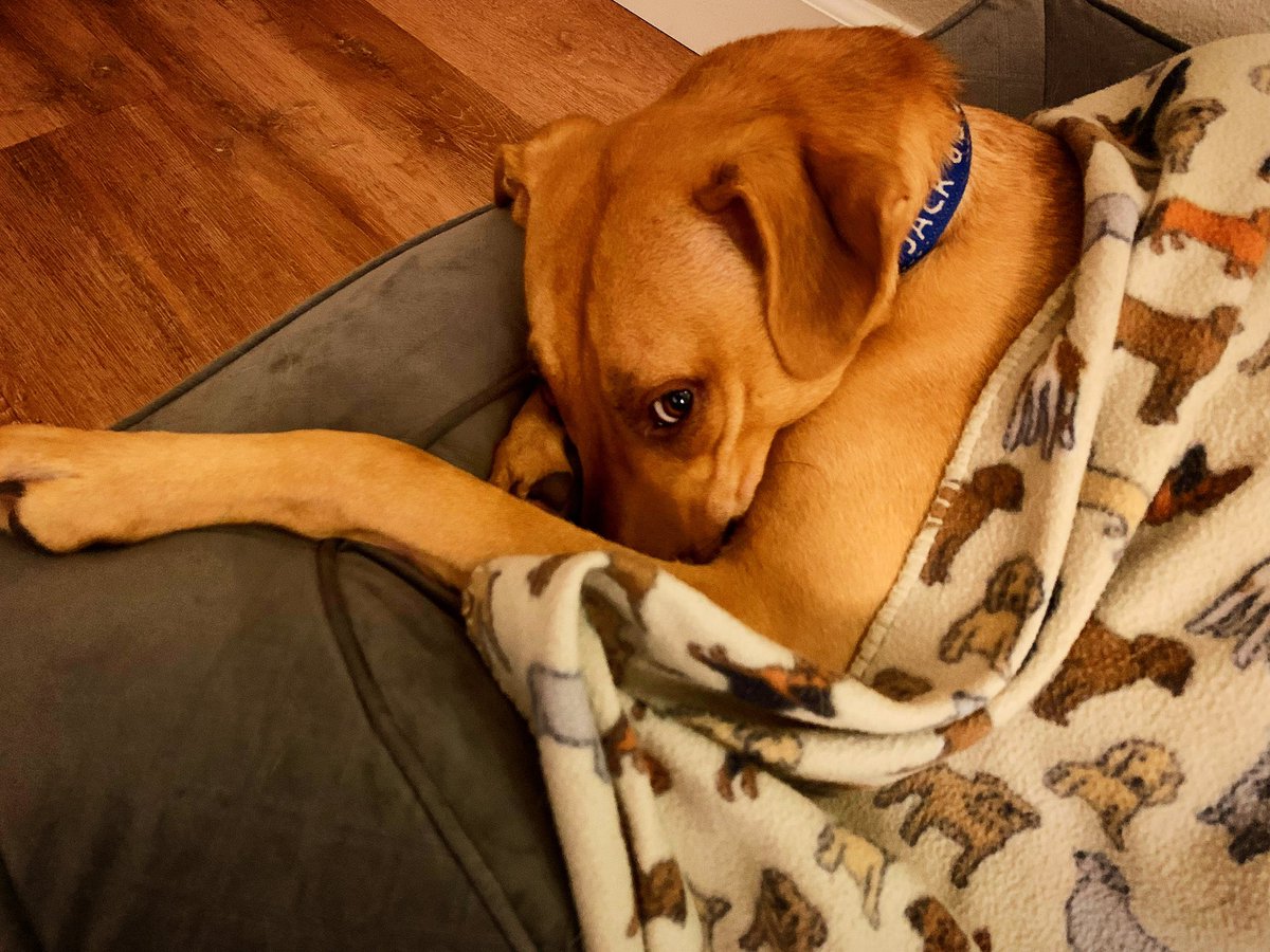 ThatJasPatrick's tweet photo. Usually with Cactus Jack, the thunder rolls 24/7–but sometimes, calm descends and the cuteness even works on me! 😍 I sure do love it when he’s snuggly and adorable…
But, usually the thunder just rolls.
#finallysleeping #thethunderrolls #cactusjack https://t.co/ymEOE8Uy41