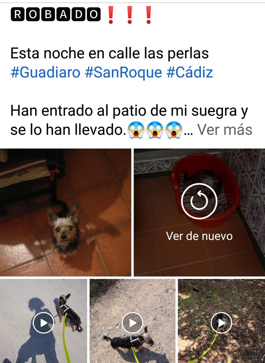 PetsLalinea's tweet photo. ❌🆘📍ROBADO 📍🆘❌ SAN ROQUE ❌ GUADIARO ❌🆘🆘ES EPILÉPTICO 🆘🆘 #Robado #sanroque #GUADIARO @areacampogib
https://t.co/IsECt4Dg4B https://t.co/hAFLT5Tkom