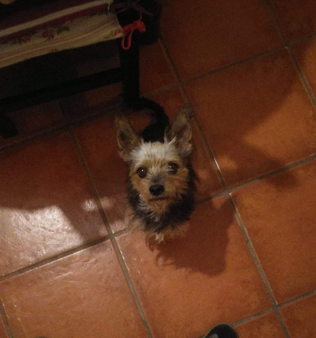 PetsLalinea's tweet photo. ❌🆘📍ROBADO 📍🆘❌ SAN ROQUE ❌ GUADIARO ❌🆘🆘ES EPILÉPTICO 🆘🆘 #Robado #sanroque #GUADIARO @areacampogib
https://t.co/IsECt4Dg4B https://t.co/hAFLT5Tkom