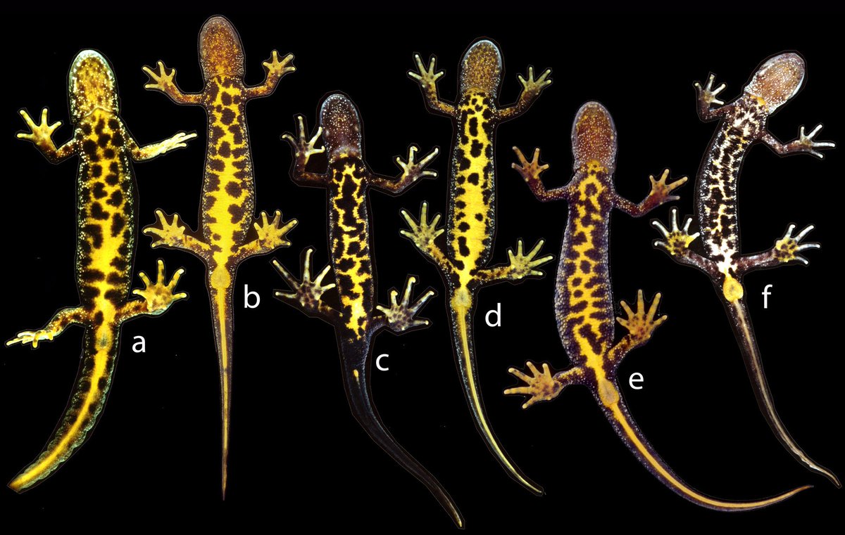 EvolAppJournal's tweet photo. Genetic and morphological data demonstrate hybridization and backcrossing in a pair of salamanders at the far end of the speciation continuum
https://t.co/ZHlACiwyQ9
by Arntzen et al
#positive & #negative #selection on #interspecific #GeneFlow
#newt #Triturus #phenotypes https://t.co/thshA8Gixj