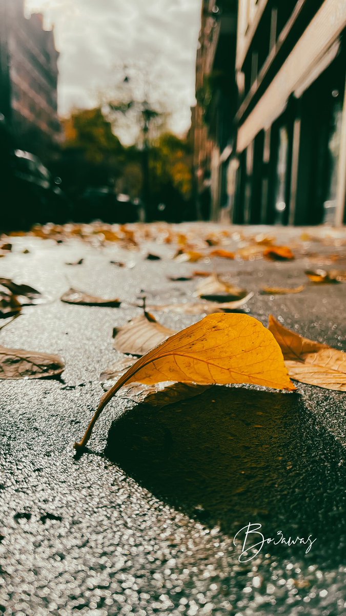 Bo3awas's tweet photo. خريف باريسي | ᴘᴀʀɪꜱɪᴀɴ ᴀᴜᴛᴜᴍɴ 🍂 https://t.co/sISleOjtCC