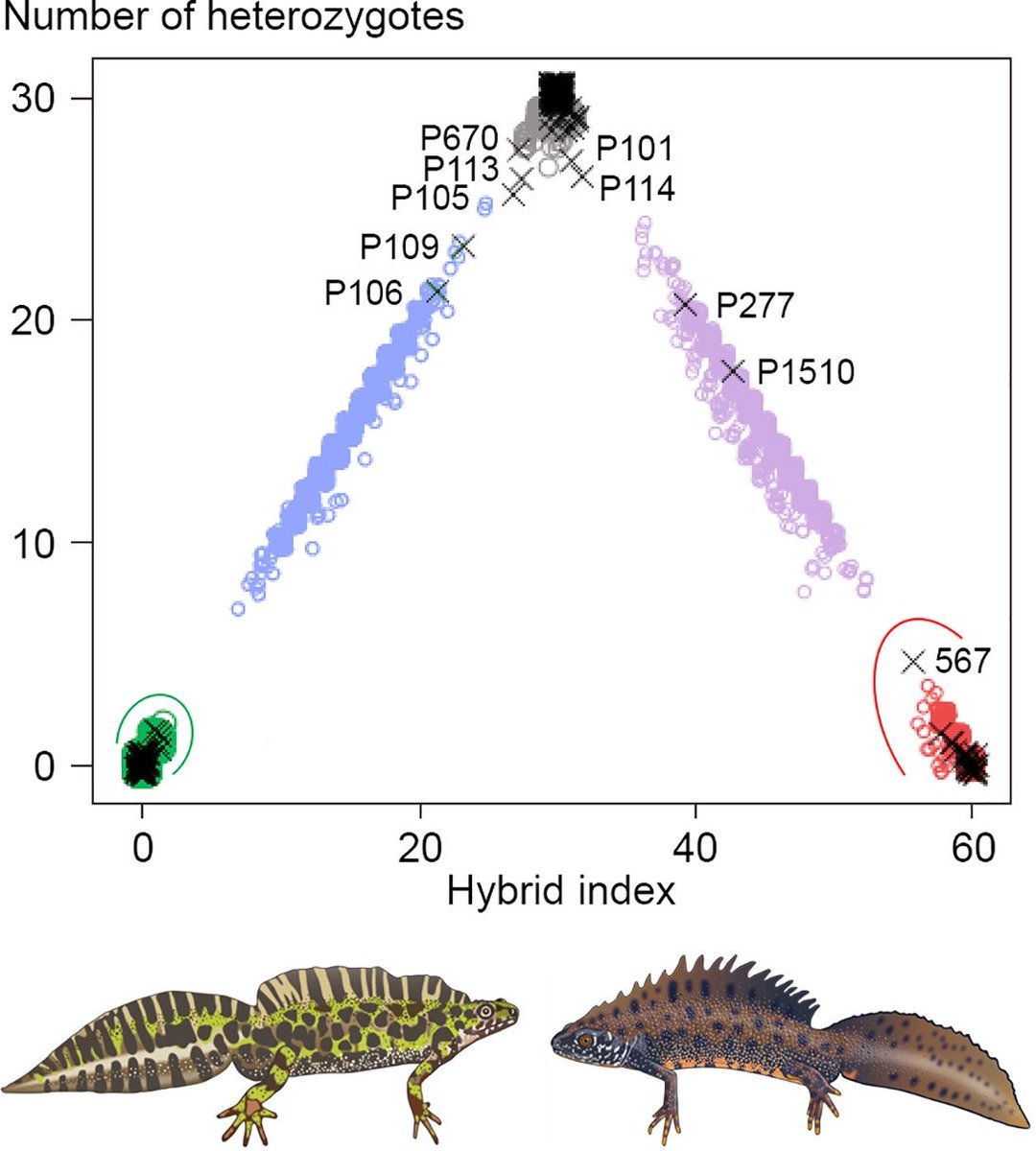 EvolAppJournal's tweet photo. Genetic and morphological data demonstrate hybridization and backcrossing in a pair of salamanders at the far end of the speciation continuum
https://t.co/ZHlACiwyQ9
by Arntzen et al
#positive & #negative #selection on #interspecific #GeneFlow
#newt #Triturus #phenotypes https://t.co/thshA8Gixj