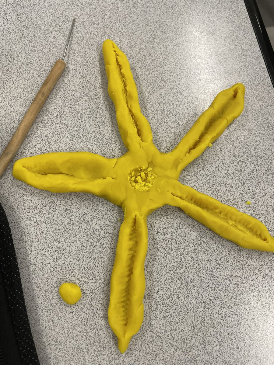 CatMomWV's tweet photo. Beautiful starfish ⭐️ in Marine Science @BlythewoodHigh #EarnYourStripes #BengalScience https://t.co/snLSZNutlv
