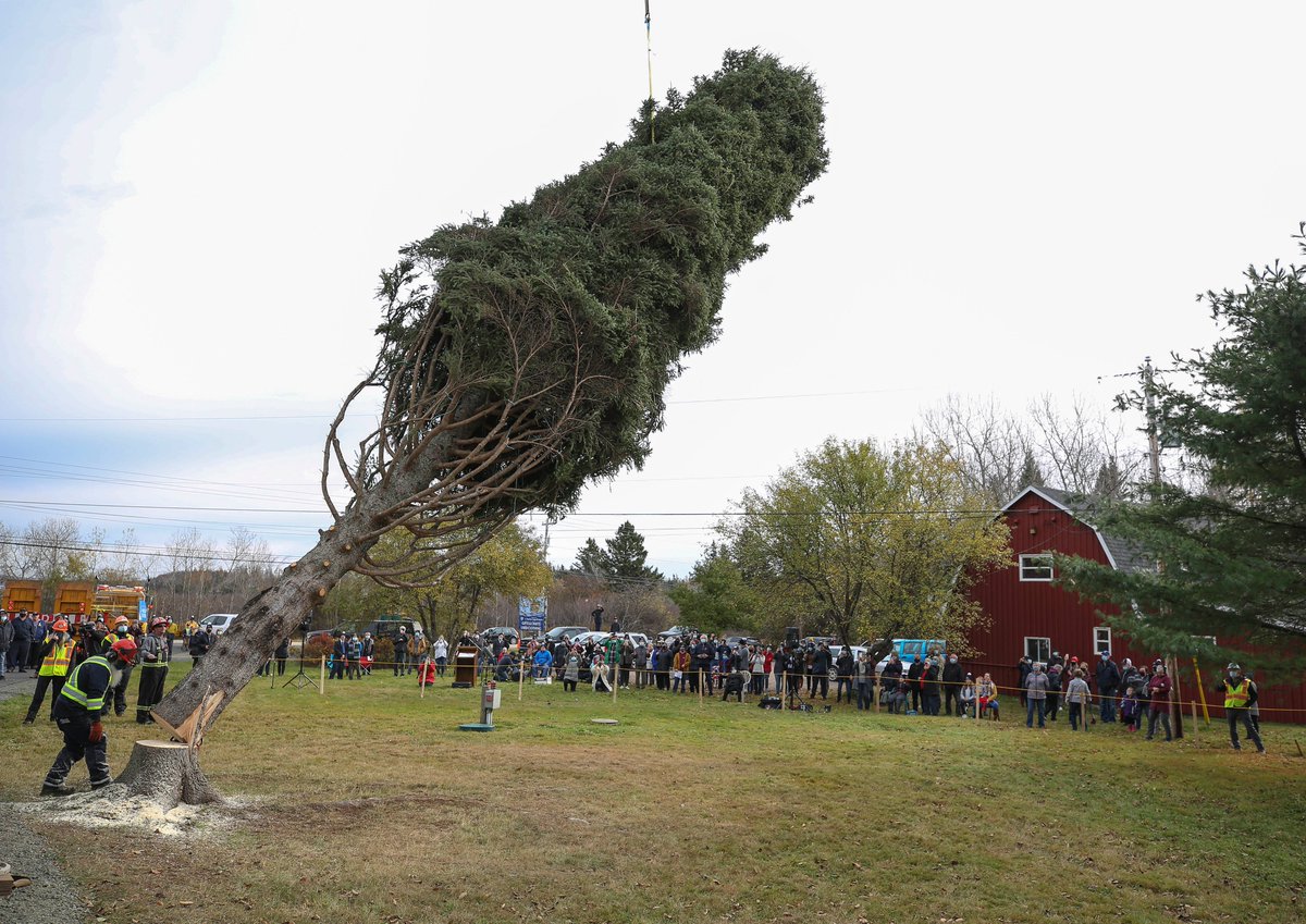 Inverness County Tree Sets Sail for Boston novascotia.ca/news/release/?…