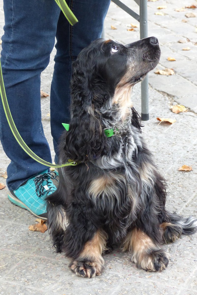 Env_Alfort's tweet image. Une excellente séance de révision qui a aussi permis d'observer les caractéristiques #comportementales de toutes ces races ! 3/3