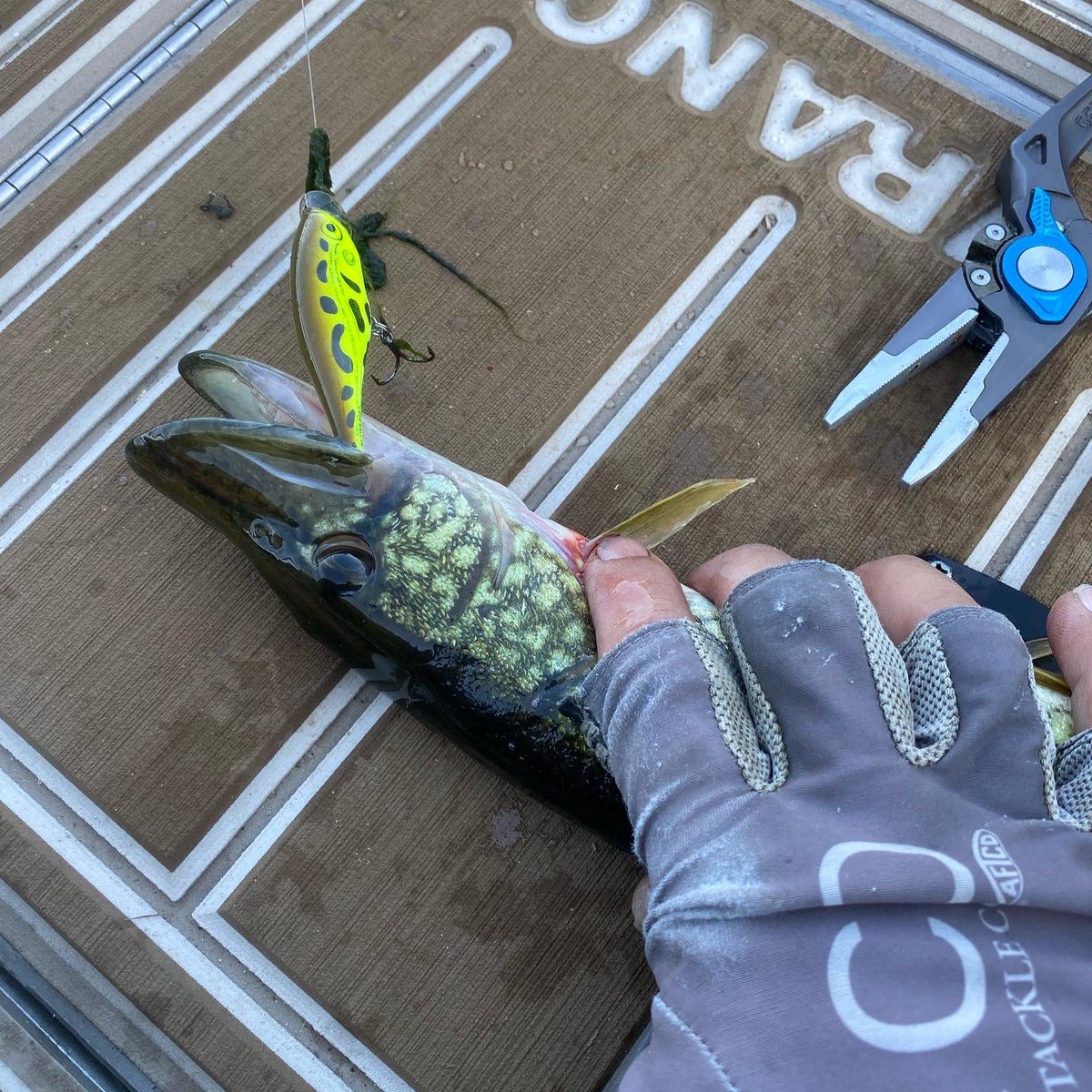 mike_Iaconelli's tweet photo. SUPER FUN day yesterday sharing the boat with Billy Strings! He’s not only one of BEST bluegrass musicians around, but he’s also one hell of a true fish head! @BillyStrings #goingike #myworld #iketakeover https://t.co/hshuhNOEBB