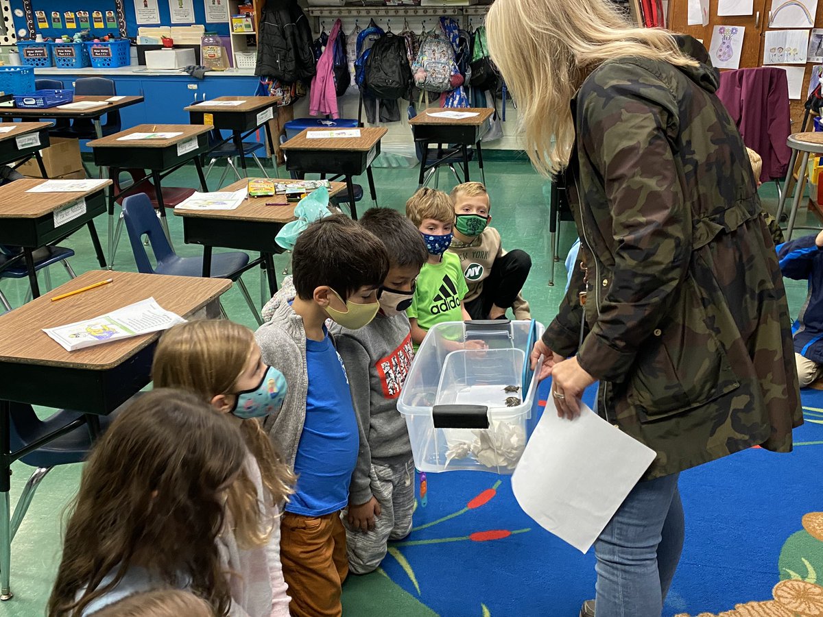perezpals's tweet photo. @tinaovermanbt introduced our Northern Diamondback Terrapins, along with their permit for care, to our class today! We'll care for them  and then release them back to their habitat in Holgate, LBI in the Spring. #BearTavernPride https://t.co/6LJiq7kKLW