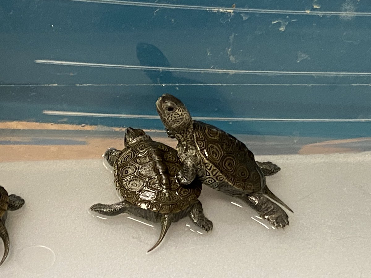 perezpals's tweet photo. @tinaovermanbt introduced our Northern Diamondback Terrapins, along with their permit for care, to our class today! We'll care for them  and then release them back to their habitat in Holgate, LBI in the Spring. #BearTavernPride https://t.co/6LJiq7kKLW