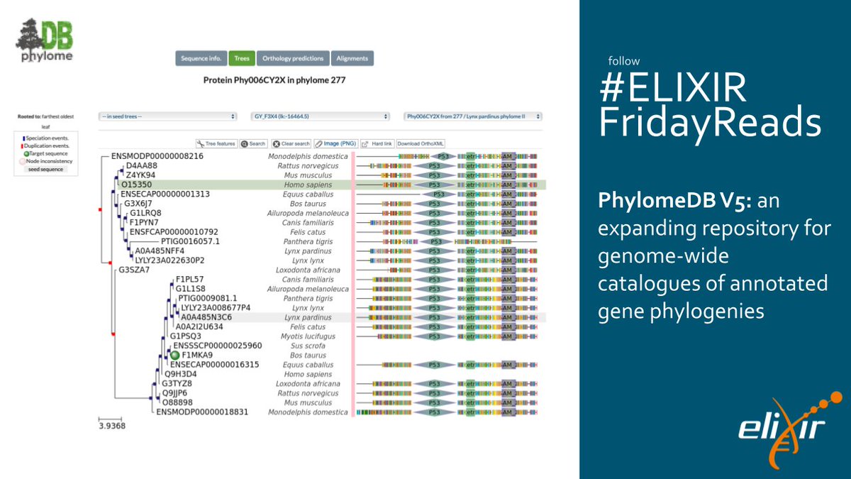 ELIXIR Europe (@elixireurope) on Twitter photo #ELIXIRFridayReads is from <a href="/phylomedb/">phylomedb</a> on their new release:
✨ New web interface
👩💻 User-defined phylome collections
🌲 534 phylomes, 8 million trees & homology for >6000 species!
<a href="/gabaldonlab/">gabaldonlab</a>, <a href="/toni_gabaldon/">Toni Gabaldón</a>, <a href="/BSC_CNS/">BSC-CNS</a>, <a href="/IRBarcelona/">irBarcelona</a> <a href="/INB_official/">INB / ELIXIR-ES</a>
bit.ly/3mZAFb3 #ELIXIRFridayReads is from <a href="/phylomedb/">phylomedb</a> on their new release:
✨ New web interface
👩💻 User-defined phylome collections
🌲 534 phylomes, 8 million trees & homology for >6000 species!
<a href="/gabaldonlab/">gabaldonlab</a>, <a href="/toni_gabaldon/">Toni Gabaldón</a>, <a href="/BSC_CNS/">BSC-CNS</a>, <a href="/IRBarcelona/">irBarcelona</a> <a href="/INB_official/">INB / ELIXIR-ES</a>
bit.ly/3mZAFb3