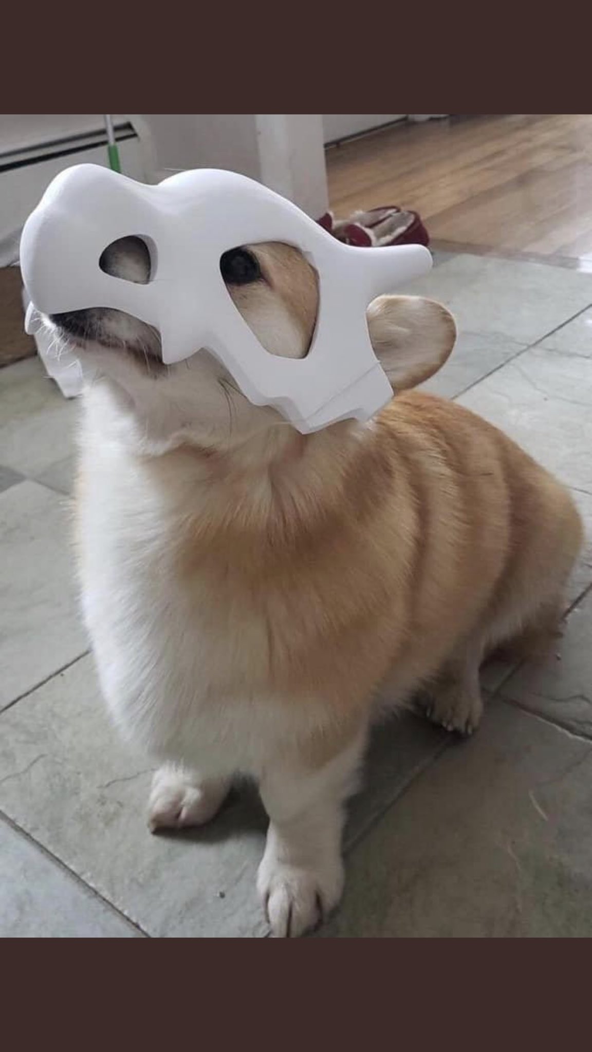 アニメポケットモンスター の カラカラ の仮装をしたコーギー犬が可愛すぎる 話題の画像プラス