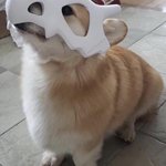 ｢アニメポケットモンスター｣の『カラカラ』の仮装をしたコーギー犬が可愛すぎる!